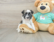 8 week old Havanese Puppy For Sale - Simply Southern Pups