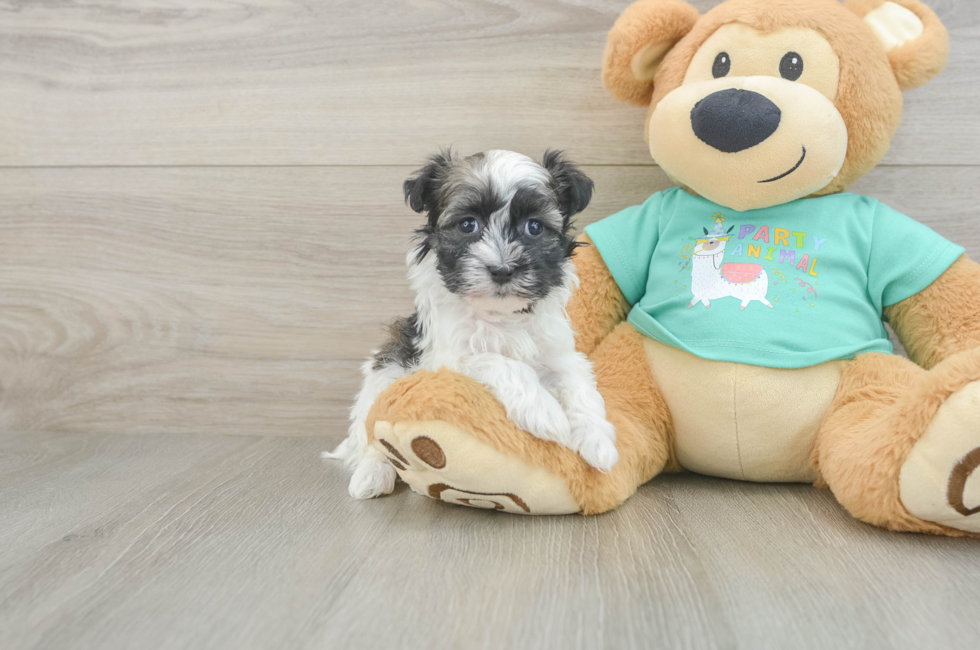 5 week old Havanese Puppy For Sale - Simply Southern Pups