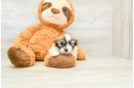 Havanese Puppy for Adoption