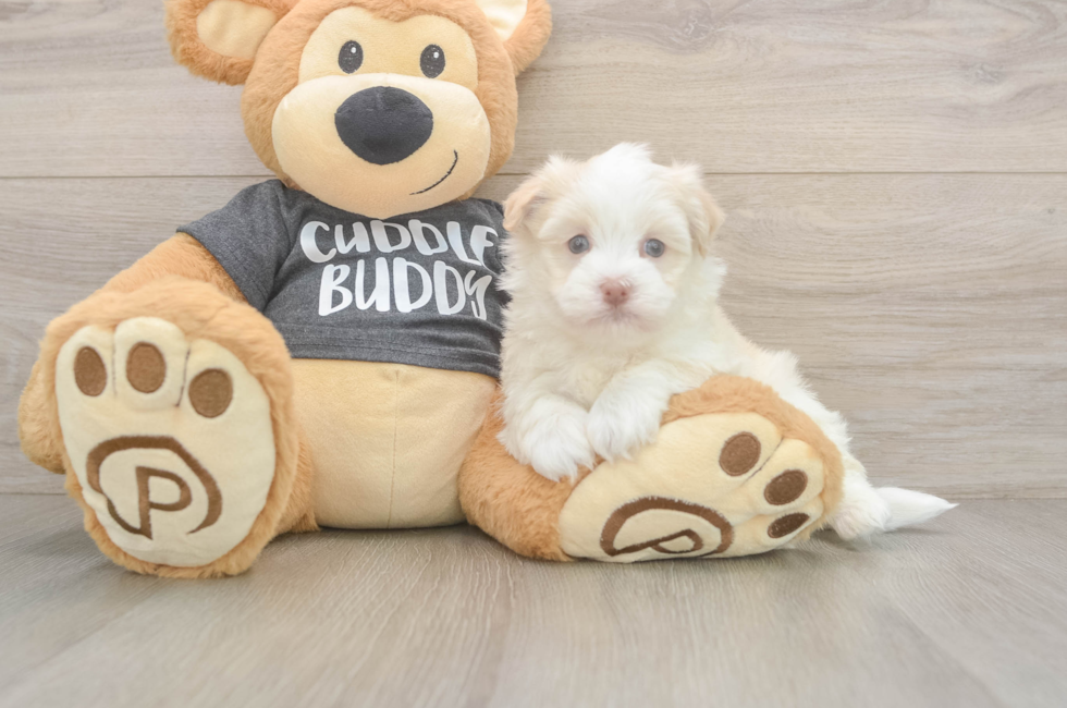 5 week old Havanese Puppy For Sale - Simply Southern Pups