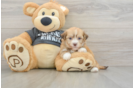 Funny Havanese Baby