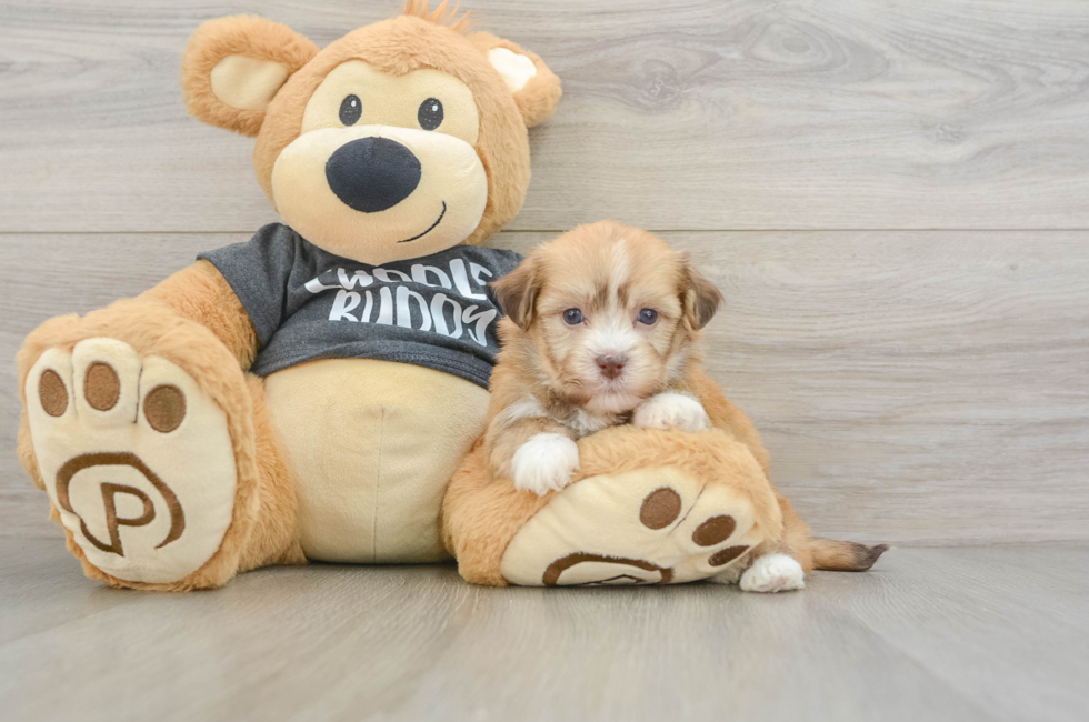 5 week old Havanese Puppy For Sale - Simply Southern Pups
