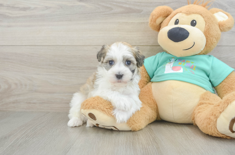 5 week old Havanese Puppy For Sale - Simply Southern Pups