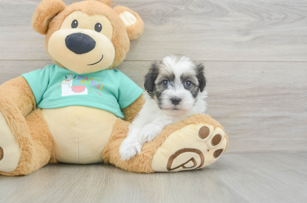5 week old Havanese Puppy For Sale - Simply Southern Pups