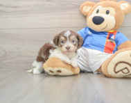 5 week old Havanese Puppy For Sale - Simply Southern Pups