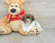 8 week old Havanese Puppy For Sale - Simply Southern Pups