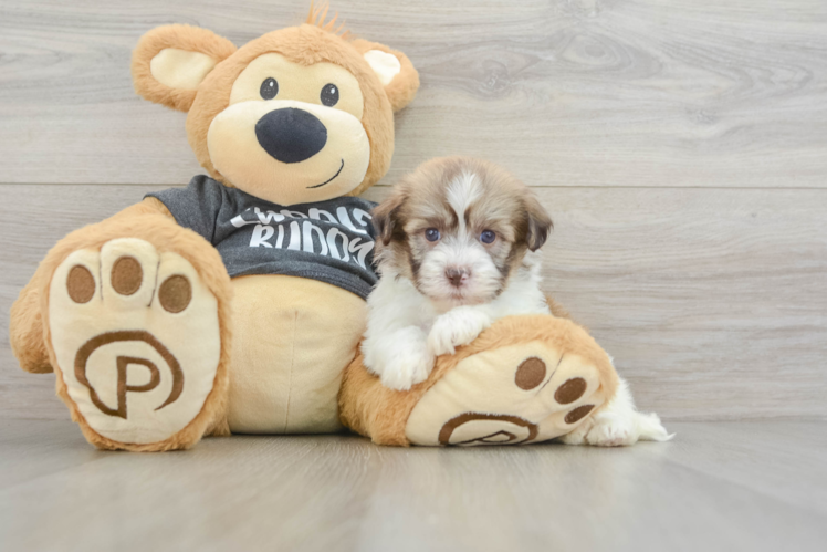 Small Havanese Baby