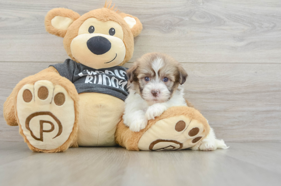 5 week old Havanese Puppy For Sale - Simply Southern Pups