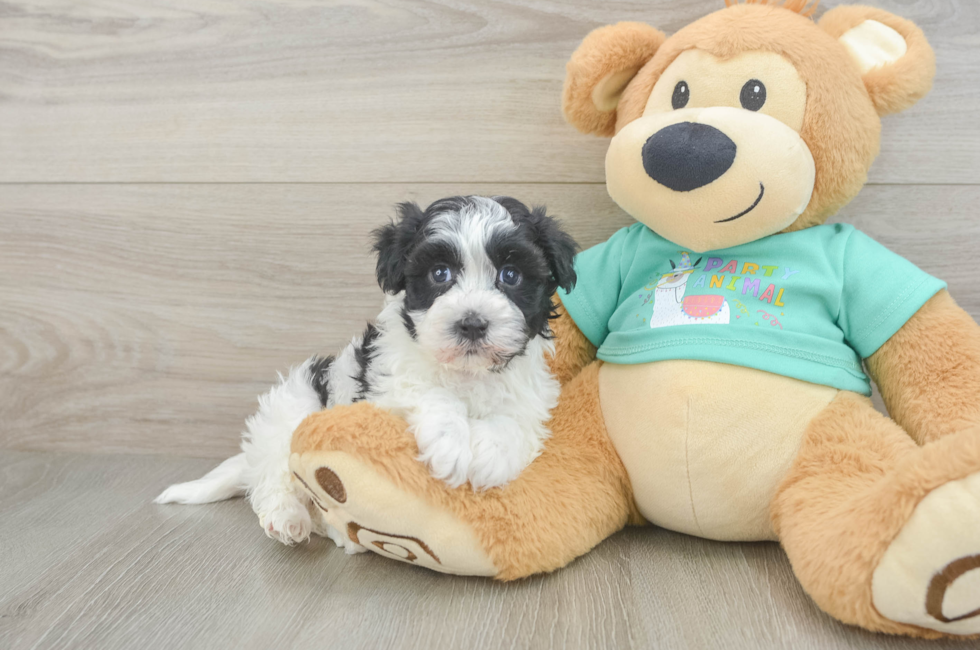 6 week old Havanese Puppy For Sale - Simply Southern Pups