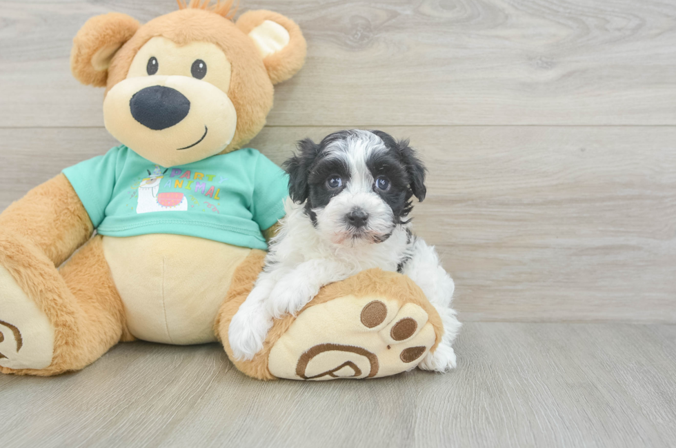 5 week old Havanese Puppy For Sale - Simply Southern Pups