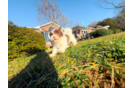 Cute Havanese Purebred Pup