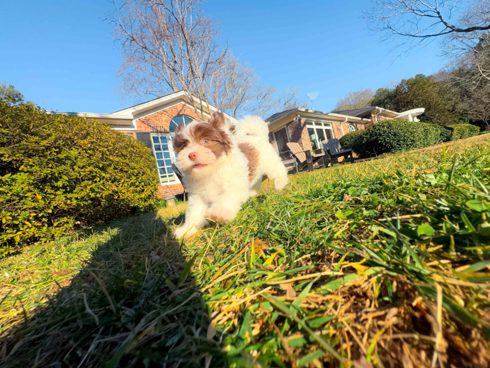 Cute Havanese Purebred Pup