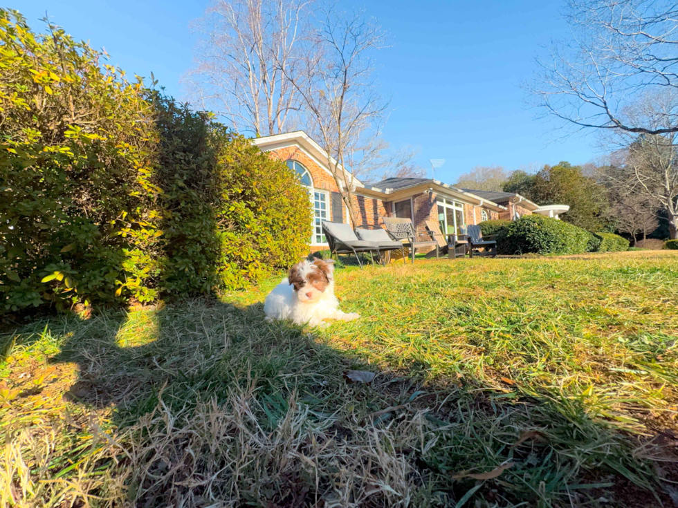 Havanese Puppy for Adoption