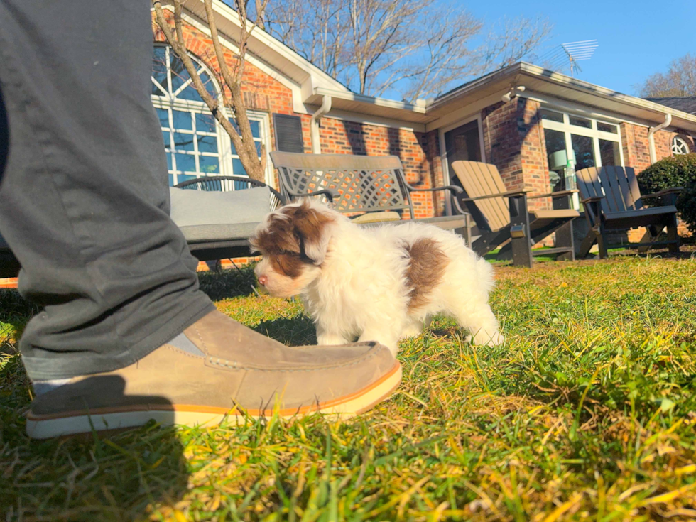 Havanese Puppy for Adoption