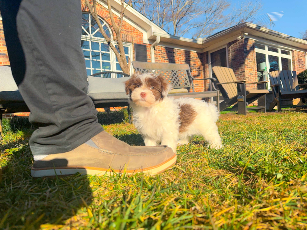 Best Havanese Baby