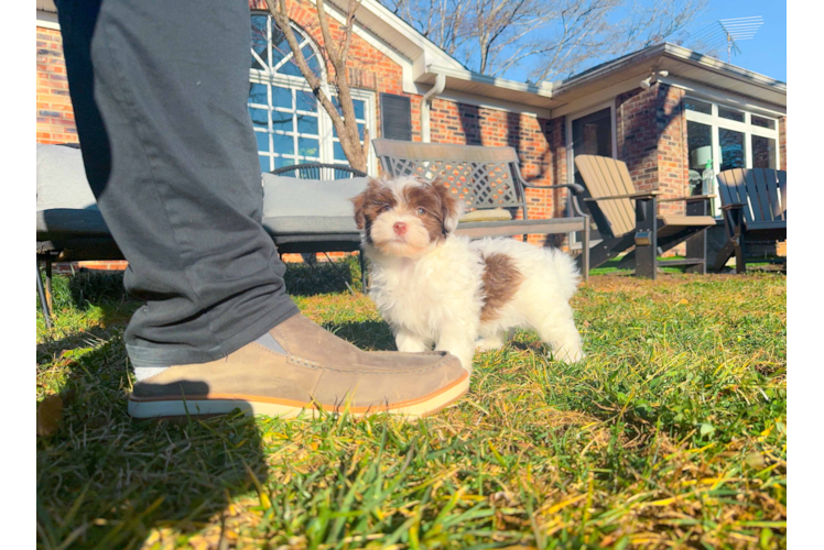 Cute Havanezer Purebred Puppy