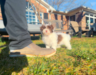 10 week old Havanese Puppy For Sale - Simply Southern Pups