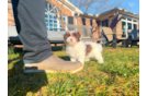 Cute Havanezer Purebred Puppy