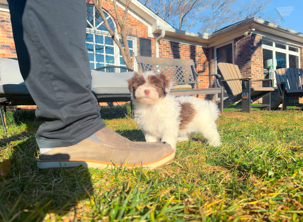 Cute Havanezer Purebred Puppy