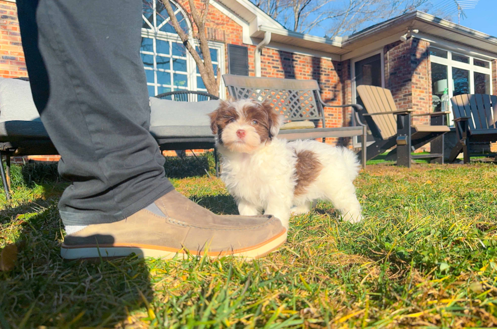 10 week old Havanese Puppy For Sale - Simply Southern Pups