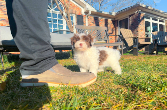 Cute Havanezer Purebred Puppy