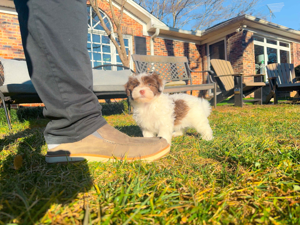 Best Havanese Baby