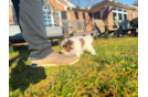 Havanese Pup Being Cute