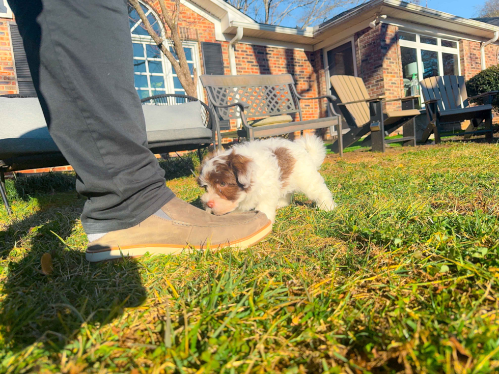 Havanese Pup Being Cute