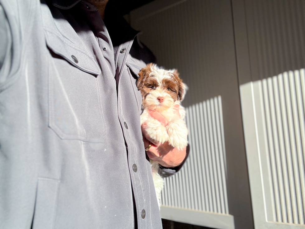 Havanese Pup Being Cute