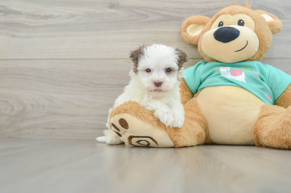 5 week old Havanese Puppy For Sale - Simply Southern Pups