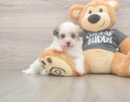 6 week old Havanese Puppy For Sale - Simply Southern Pups