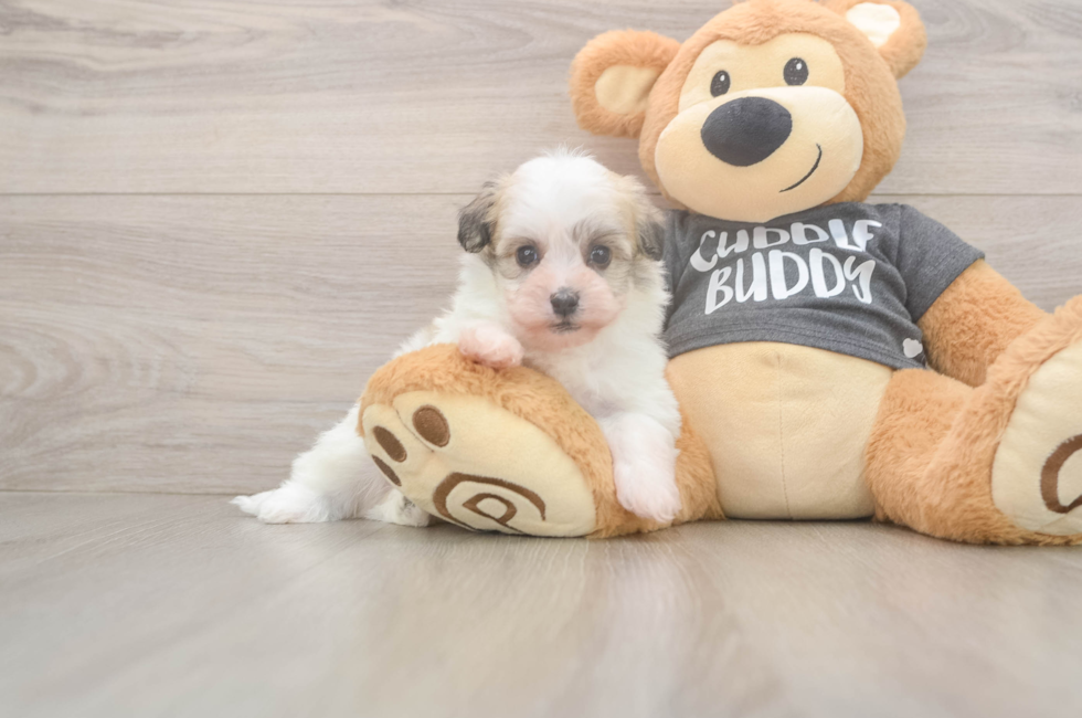 5 week old Havanese Puppy For Sale - Simply Southern Pups