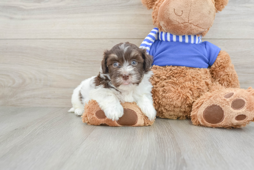 Hypoallergenic Havanese Baby