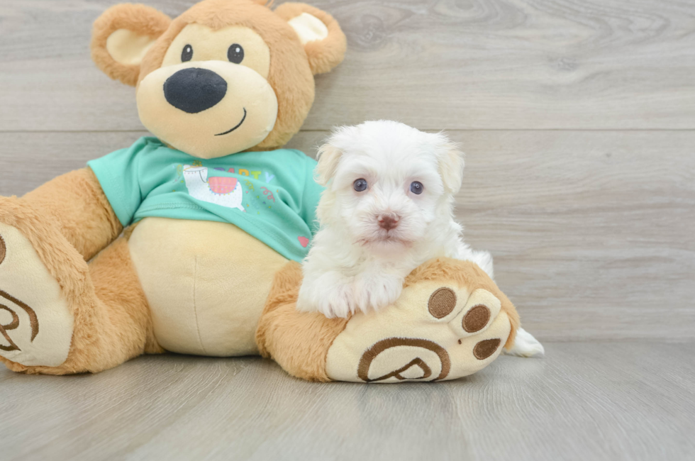 5 week old Havanese Puppy For Sale - Simply Southern Pups