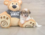 6 week old Havanese Puppy For Sale - Simply Southern Pups