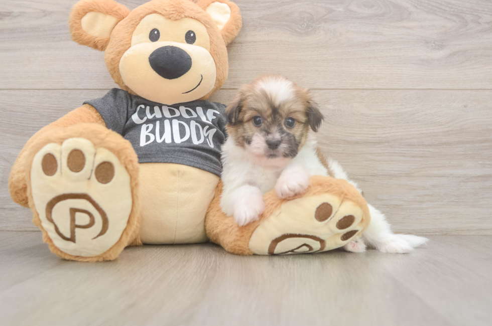 5 week old Havanese Puppy For Sale - Simply Southern Pups