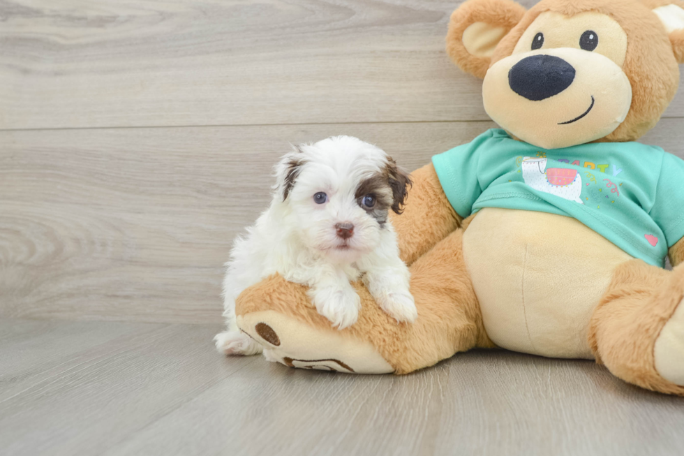 Energetic Bichon Habanero Purebred Puppy