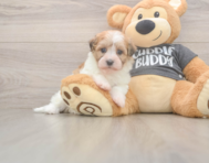 6 week old Havanese Puppy For Sale - Simply Southern Pups