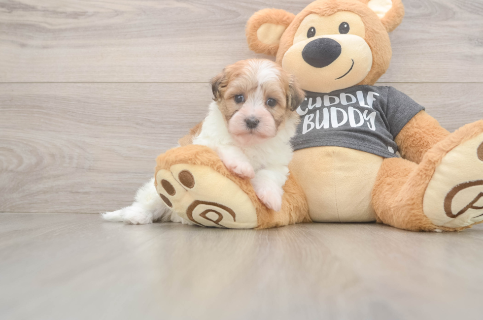 5 week old Havanese Puppy For Sale - Simply Southern Pups