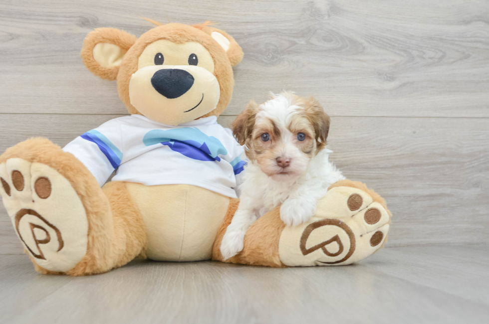 5 week old Havanese Puppy For Sale - Simply Southern Pups