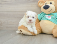 7 week old Havanese Puppy For Sale - Simply Southern Pups