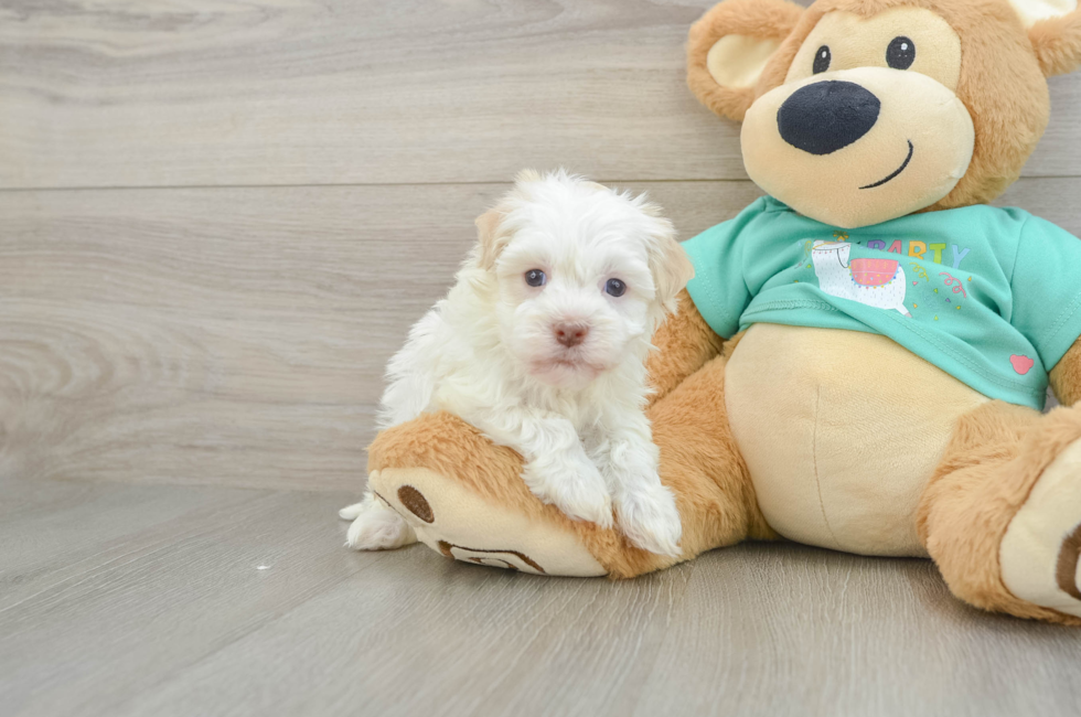 5 week old Havanese Puppy For Sale - Simply Southern Pups