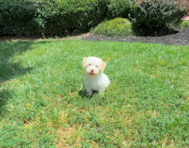 10 week old Havanese Puppy For Sale - Simply Southern Pups