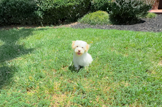Cute Havanese Purebred Pup