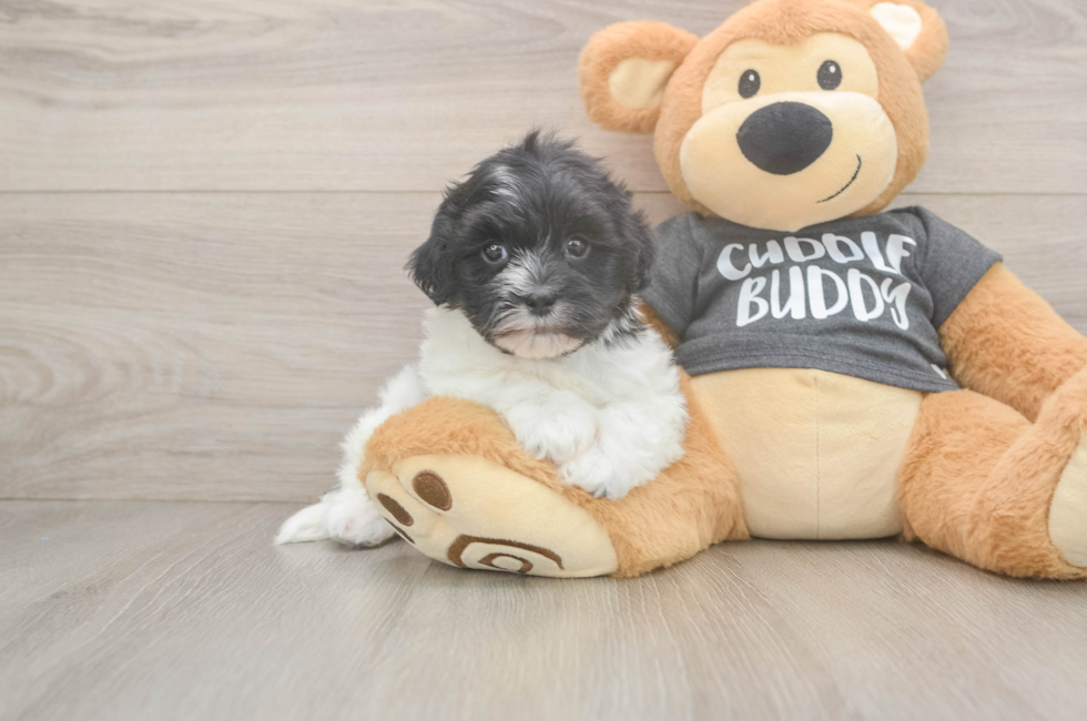 5 week old Havanese Puppy For Sale - Simply Southern Pups