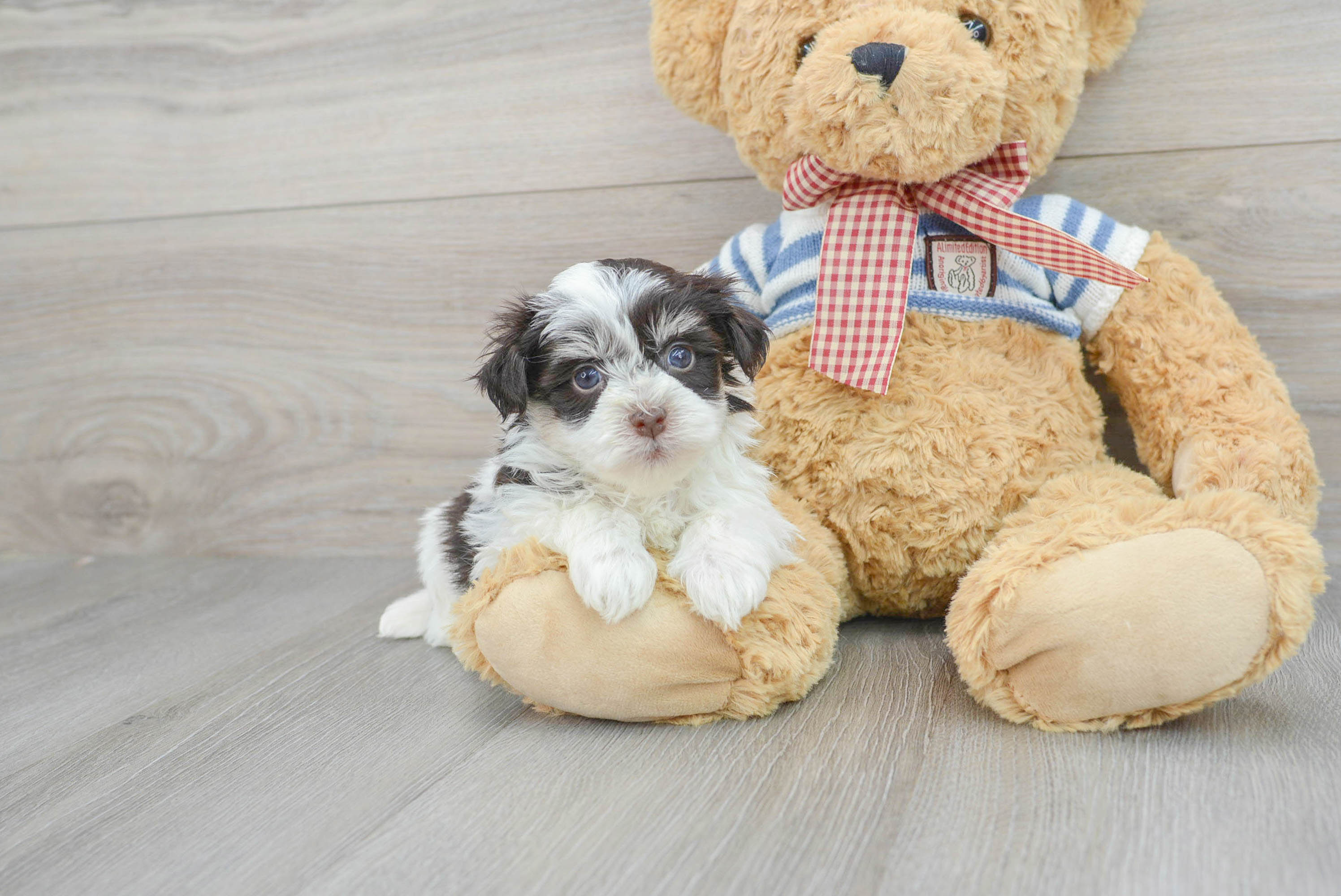 Best toys shop for havanese puppies