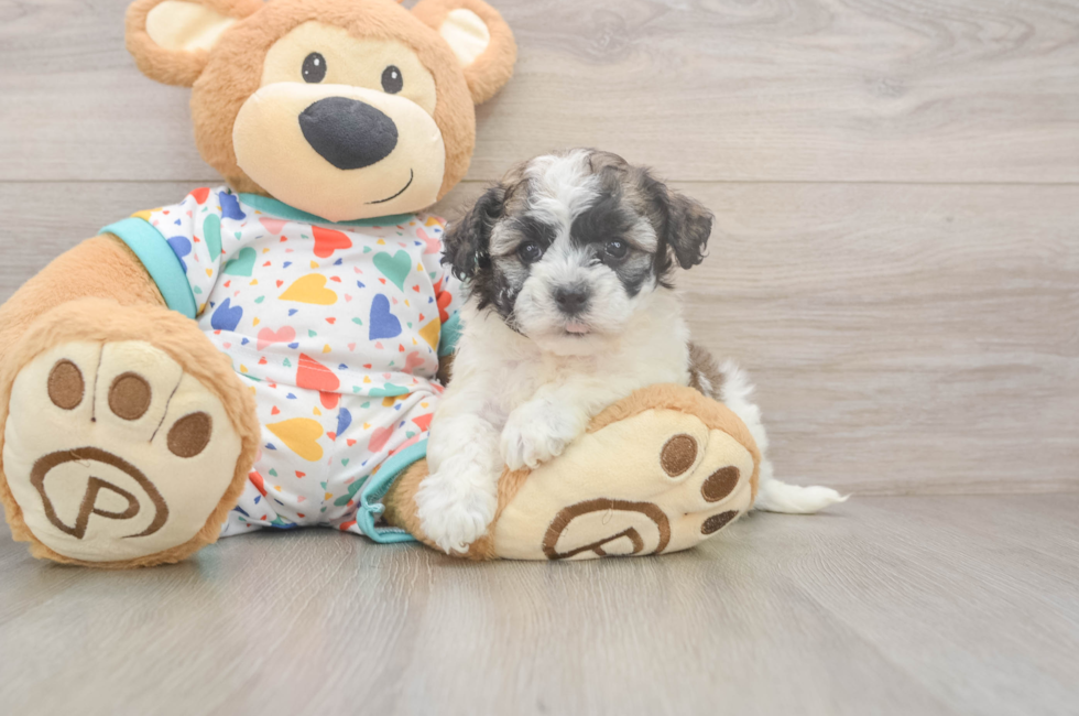 6 week old Havanese Puppy For Sale - Simply Southern Pups