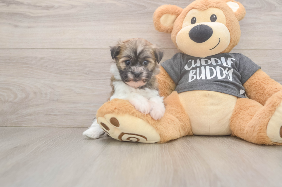 5 week old Havanese Puppy For Sale - Simply Southern Pups