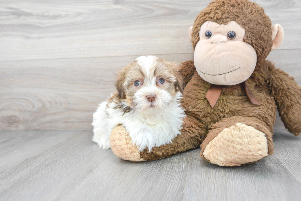 Havanese Puppy for Adoption