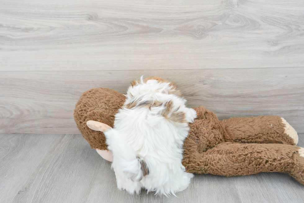 Havanese Pup Being Cute